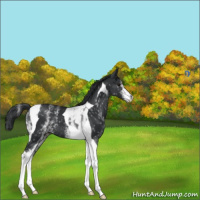 Horse Color:White Spotted Black Tobiano 