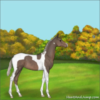 Horse Color:Silver Black Tobiano 