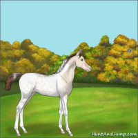 Horse Color:Sable Champagne Dun Tobiano Appaloosa 