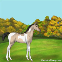 Horse Color:Brown Dun Tobiano 