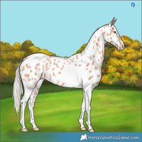 Horse Color:Silver Classic Champagne Tobiano Appaloosa 