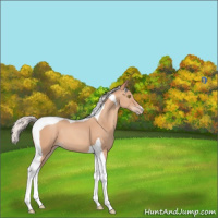 Horse Color:Silver Sable Champagne Tobiano