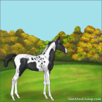 Horse Color:Black Tobiano 