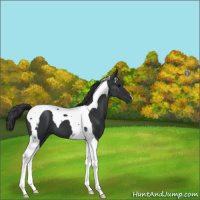 Horse Color:Black Tobiano 