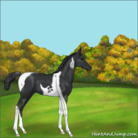 Horse Color:Black Tobiano 