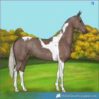 Horse Color:Silver Black Tobiano