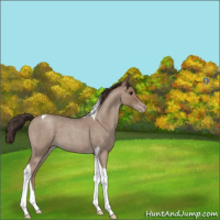 Horse Color:Classic Champagne Roan Tobiano
