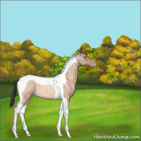 Horse Color:Sable Champagne Roan Tobiano 