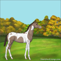 Horse Color:Classic Champagne Tobiano