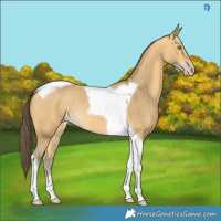 Horse Color:Sable Cream Champagne Tobiano 