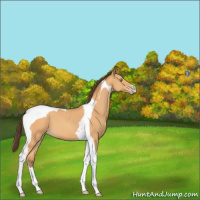 Horse Color:Sable Cream Champagne Tobiano 