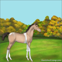 Horse Color:Sable Champagne Tobiano