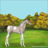 Horse Color:Classic Champagne Roan Tobiano 