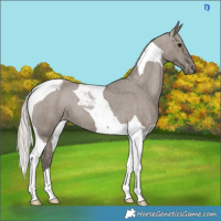 Horse Color:Silver Grullo Tobiano Appaloosa