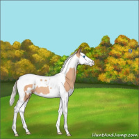 Horse Color:Silver Sable Champagne Splash Tobiano Appaloosa 