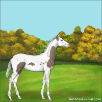 Horse Color:Silver Grullo Splash Tobiano Appaloosa