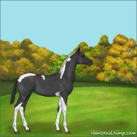 Horse Color:Blue Roan Tobiano 