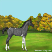 Horse Color:Blue Roan Tobiano 