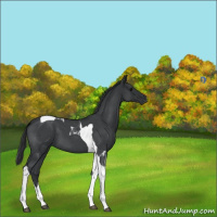 Horse Color:Blue Roan Tobiano 