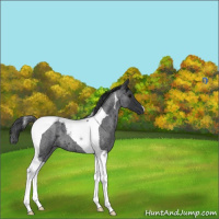 Horse Color:Blue Roan Tobiano 