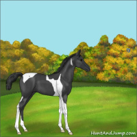 Horse Color:Blue Roan Tobiano 