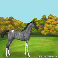 Horse Color:Blue Roan Tobiano