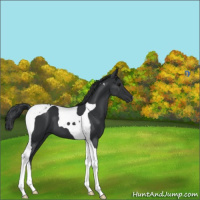 Horse Color:Black Tobiano