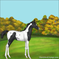 Horse Color:Black Tobiano 