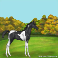 Horse Color:Black Tobiano 