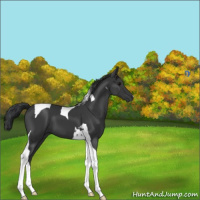 Horse Color:Black Tobiano 