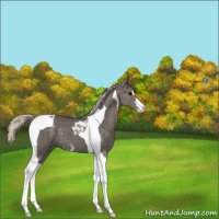 Horse Color:Silver Black Sabino Tobiano 