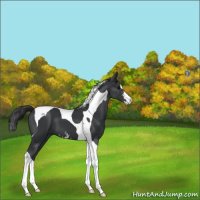 Horse Color:Black Sabino Tobiano 