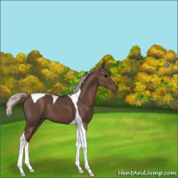 Horse Color:Silver Black Tobiano 