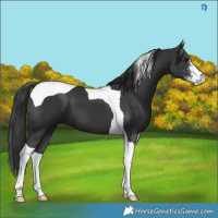 Horse Color:Black Sabino Tobiano