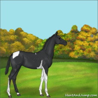 Horse Color:Black Tobiano