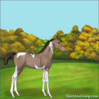 Horse Color:Classic Champagne Tobiano 