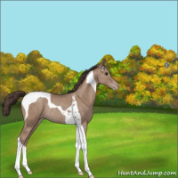 Horse Color:Classic Champagne Tobiano Rabicano
