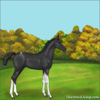 Horse Color:Black Tobiano 