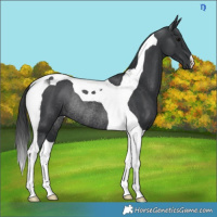 Horse Color:Black Tobiano Rabicano 