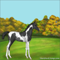 Horse Color:Black Tobiano Rabicano
