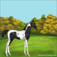 Horse Color:Gray Black Tobiano