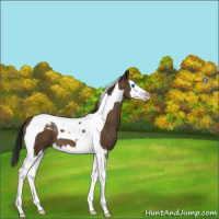 Horse Color:Gray Classic Champagne Splash Tobiano 
