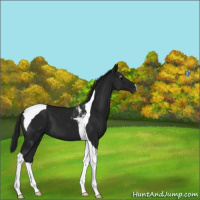Horse Color:Gray Black Tobiano 