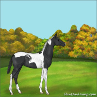 Horse Color:Black Tobiano
