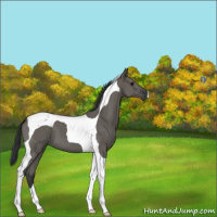 Horse Color:Grullo Tobiano 