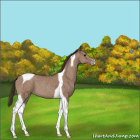 Horse Color:Classic Champagne Tobiano