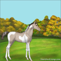Horse Color:Classic Champagne Dun Tobiano