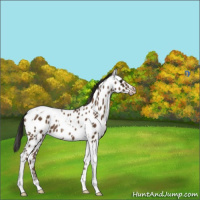 Horse Color:Gray Classic Champagne Tobiano Appaloosa