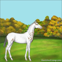 Horse Color:Gray Sable Champagne Splash Tobiano Appaloosa Rabicano 