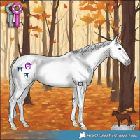 Horse Color:Gray Red Dun Tobiano 